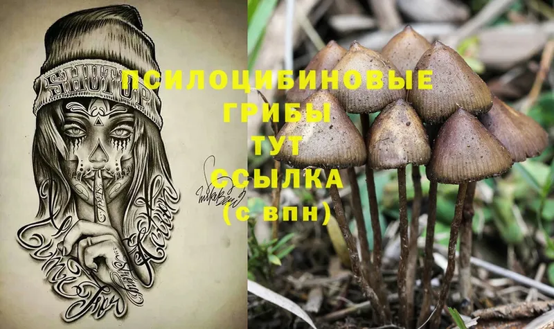 наркота  Искитим  Псилоцибиновые грибы Magic Shrooms 