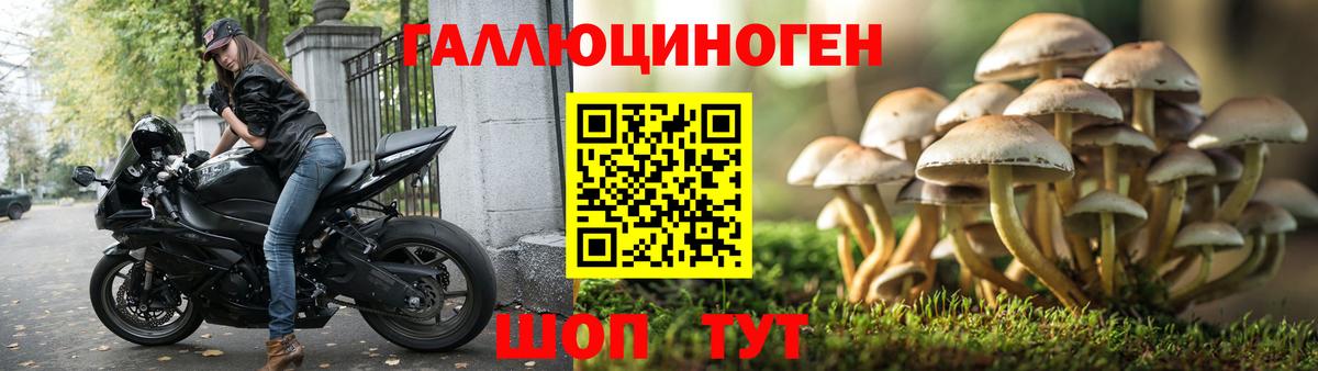 Галлюциногенные грибы Psilocybine cubensis Искитим